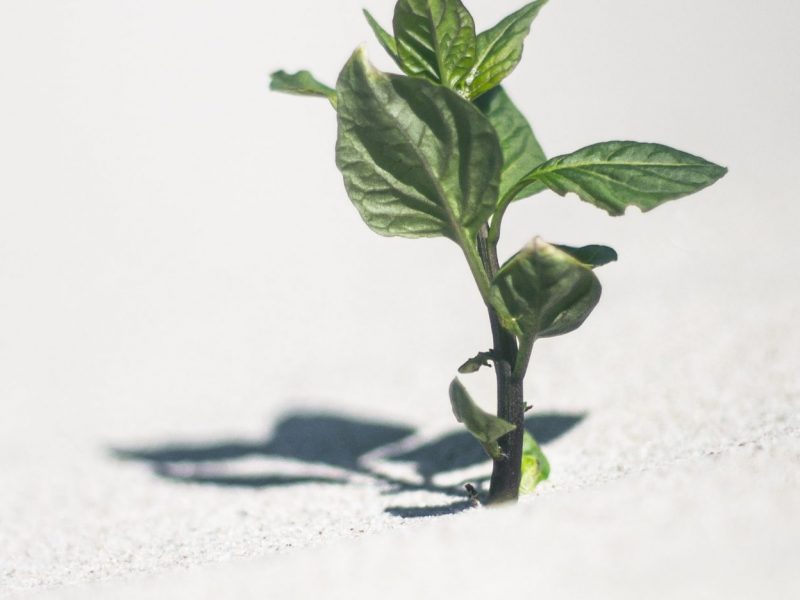 A plant growing up