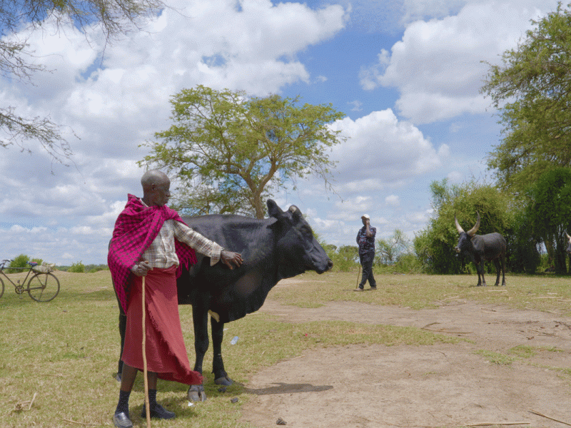 Farmer looking after cow in Uganda