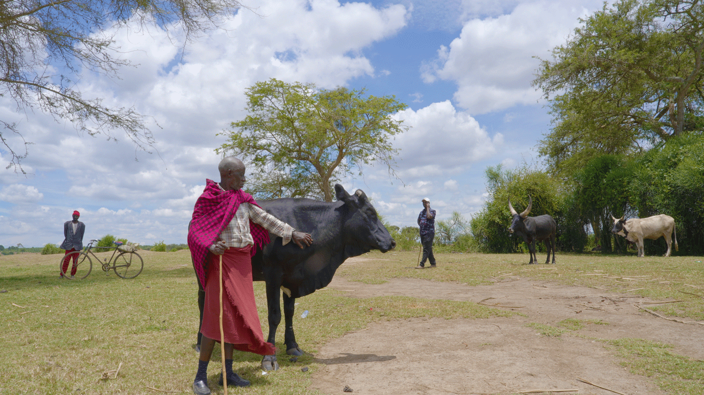 Farmer looking after cow in Uganda