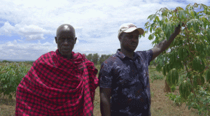 Two men standing by cassava plants