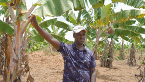 Farmer standing under banana tree